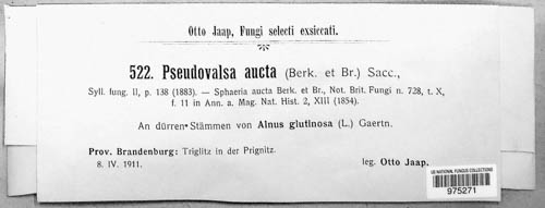 Pseudovalsa aucta image